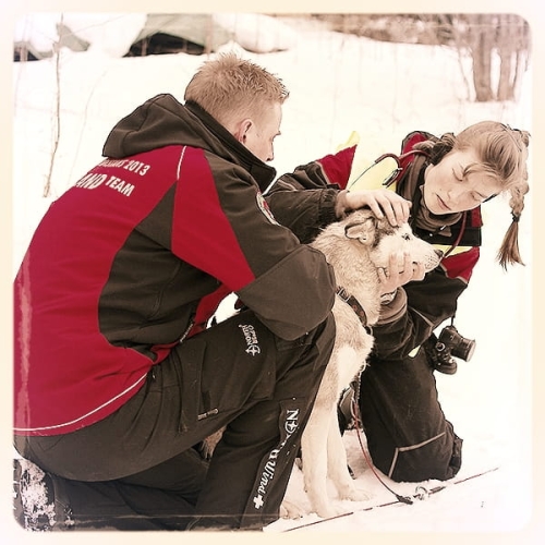 Szwecja, Polardistans - Wyścigi długodystansowe Psich Zaprzęgów 160km Spodnie oferowane bez dużego odblaskowego logo NorthWind na dole nogawki.